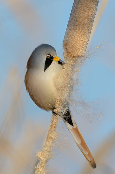 istock beraded tit - reedling (panurus biarmicus) 510782416