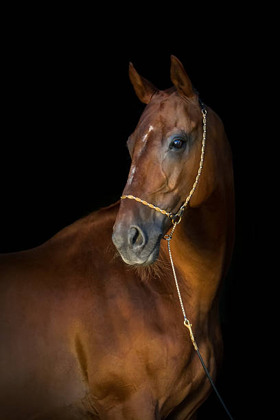 istock Horse on black 510783426