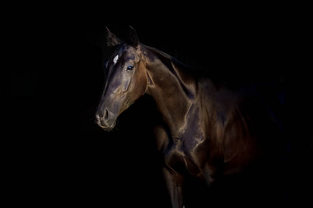 istock Horse on black 510783462