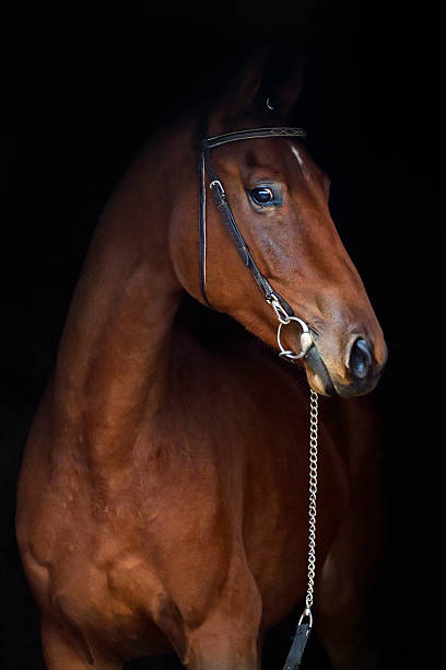 istock Horse on black 510783820