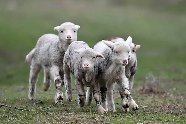 istock cute lambs on field in spring 510783874