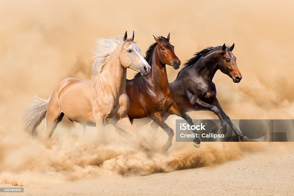 Horse herd Horse herd run in desert sand storm Horse Stock Photo