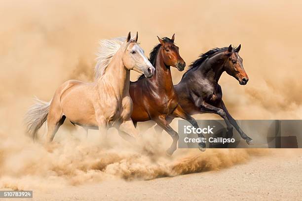 Horse Herd Stock Photo - Download Image Now - Horse, Running, Animal