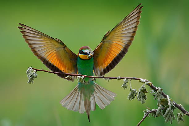 istock european bee-eater (Merops Apiaster) outdoor 510784056
