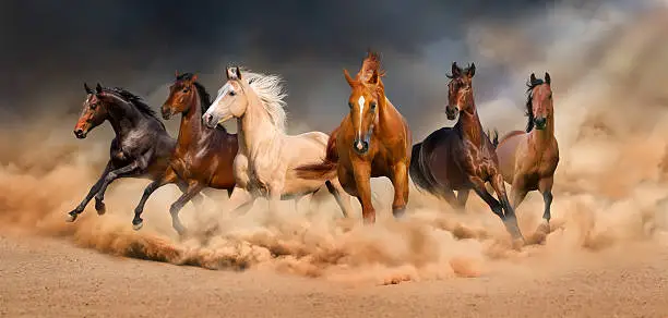 Photo of Horse herd
