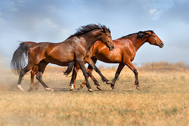 istock Horse herd in desert 510784278