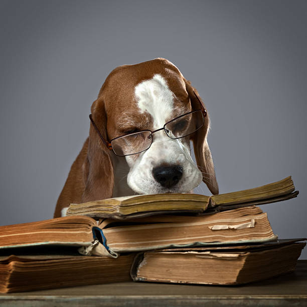 dog homework picture very smart dog The very smart dog studying old books dog ate my homework stock pictures, royalty-free photos & images