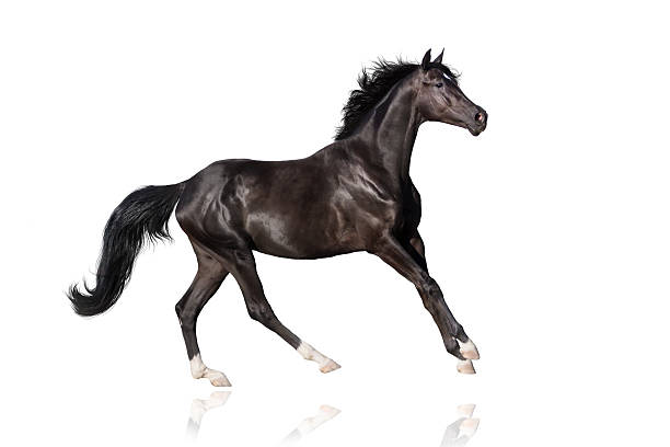 istock Black  horse run 510784456