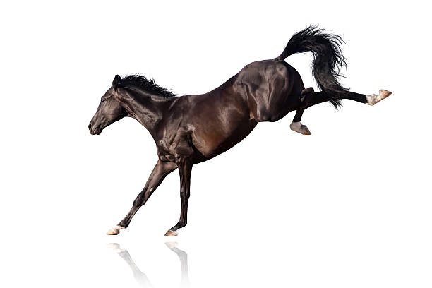 istock Bay horse run 510784474