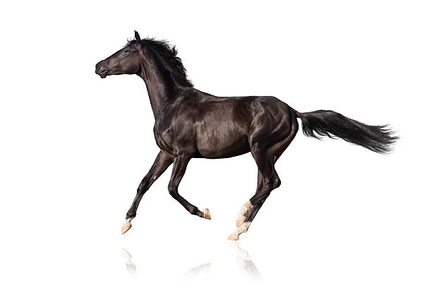 istock Black  horse run 510784488