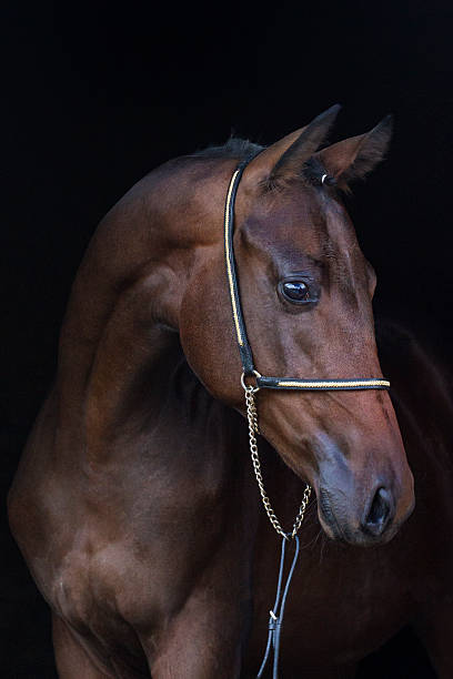 istock Horse on black 510784570