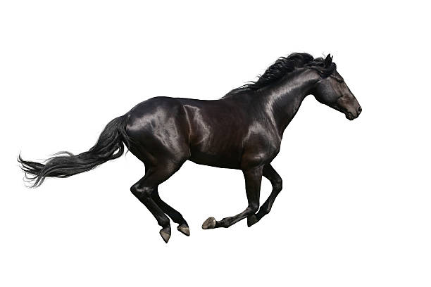 istock Black  horse run 510784750