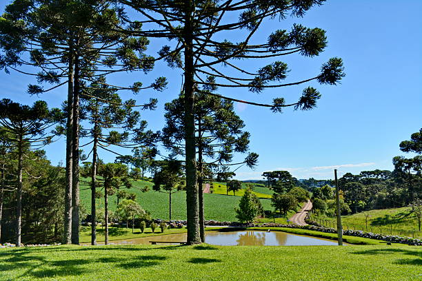 istock Beautiful landscape with pines 510784776