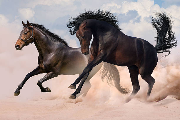 istock Horse herd in desert 510784802