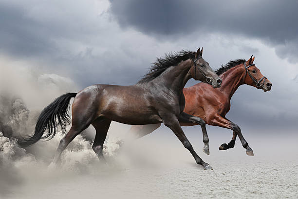 istock Horse herd in desert 510785112
