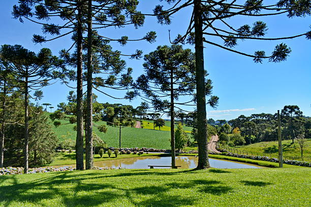 istock Beautiful landscape with pines 510785120
