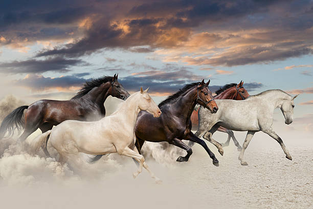 istock Horse herd in desert 510785240