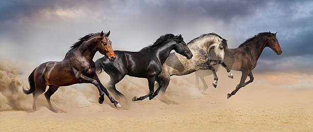 istock Horse herd in desert 510785368