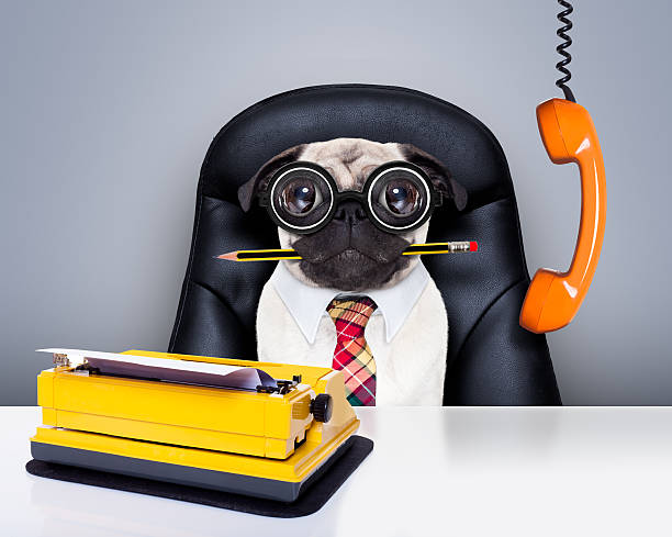 office worker boss dog office businessman pug dog  as  boss and chef , with typewriter as a secretary,  sitting on leather chair and desk, in need for vacation defeat photos stock pictures, royalty-free photos & images