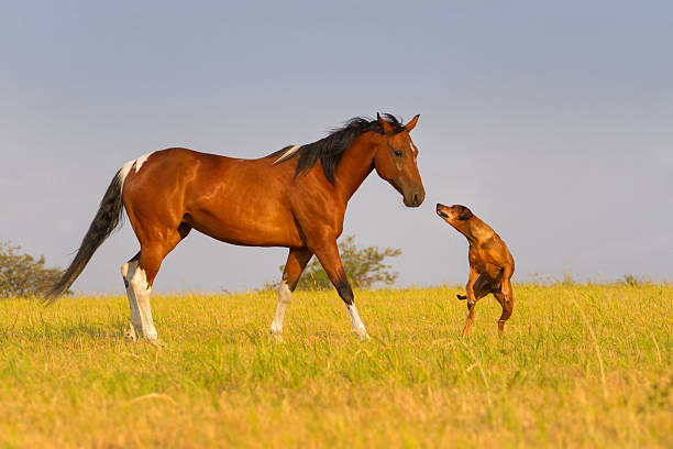 istock Horse run with dog 510785416