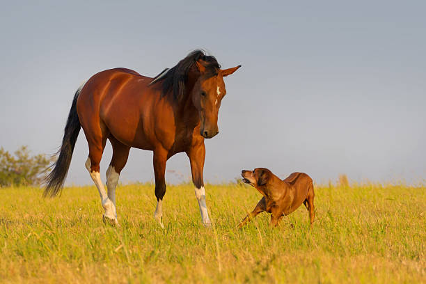 istock Horse run with dog 510785436