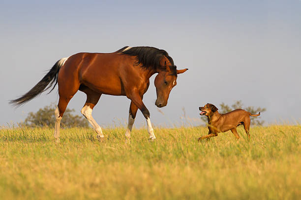 istock Horse run with dog 510785480