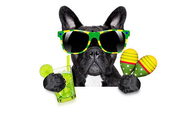 istock summer cokctail dog 510785482