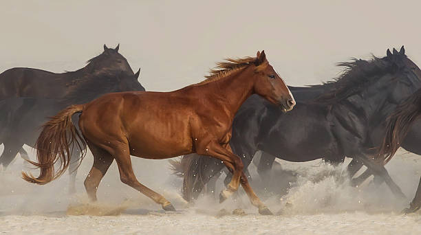 istock Horse herd in desert 510785618