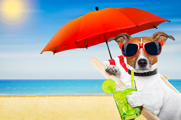 verão cokctail cão - summer party drink umbrella concepts imagens e fotografias de stock