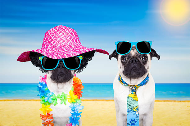 istock couple dog summer beach 510785726