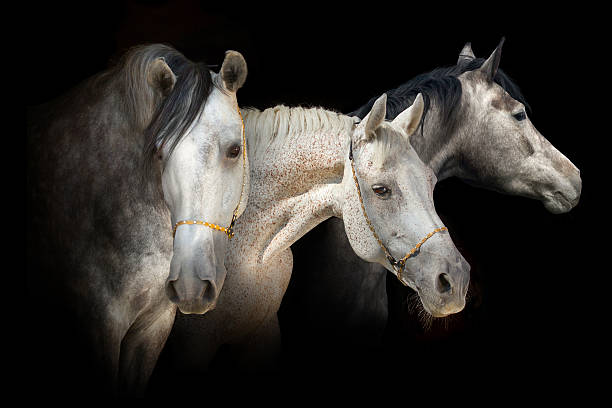 istock Horses on black 510785742