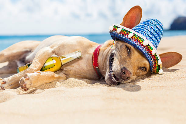 300+ Dog Mexico Chihuahua Humor Stock Photos, Pictures & Royalty