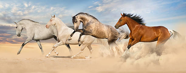 istock Horse herd in desert 510785862