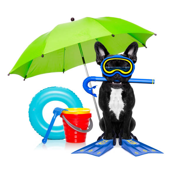 istock scuba diving dog 510785872