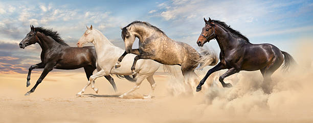 istock Horse herd in desert 510785930