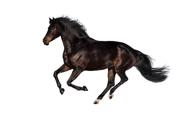 istock Bay horse run 510786158