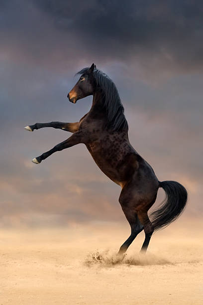 istock Horse rearing up 510786180
