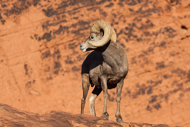 istock Desert Bighorn Sheep ram 510786206