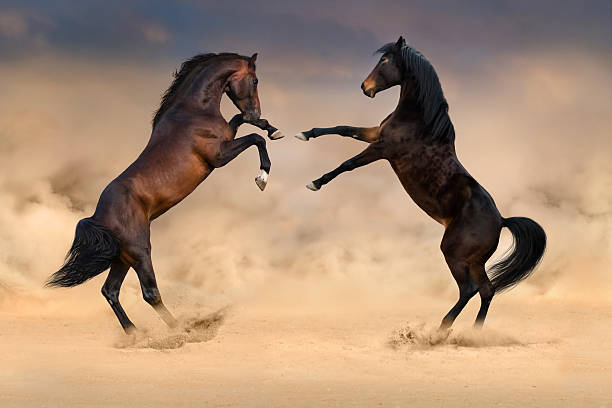 Jogo de dois cavalos imagem de stock. Imagem de preto - 48110871
