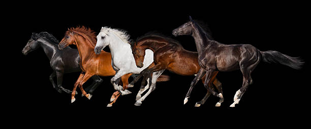 istock Horse herd 510786454