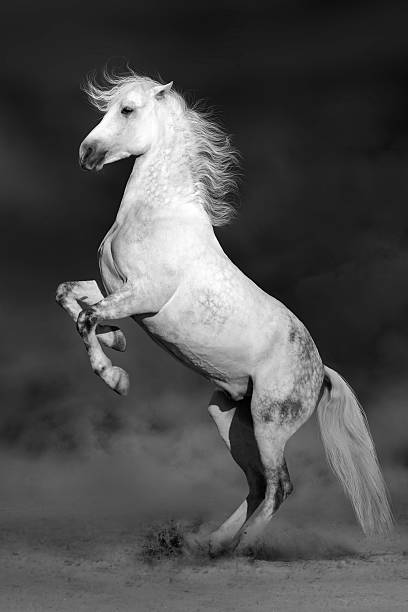 istock Horse rearing up 510786516