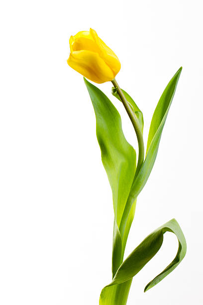 istock yellow tulips on a white background 510786544