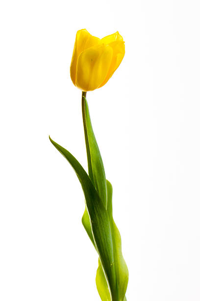 istock yellow tulips on a white background 510787234