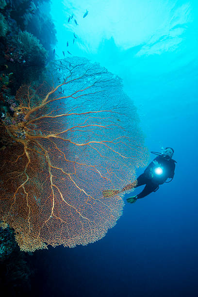 istock Diving the drop off's in Palau - Micronesia 510787946