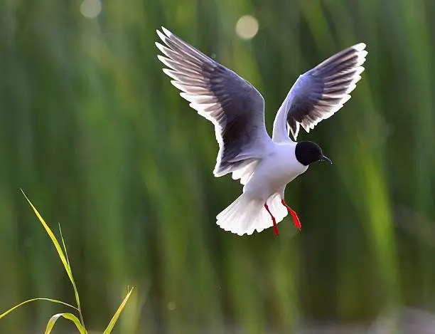 Photo of Black-headed Gull