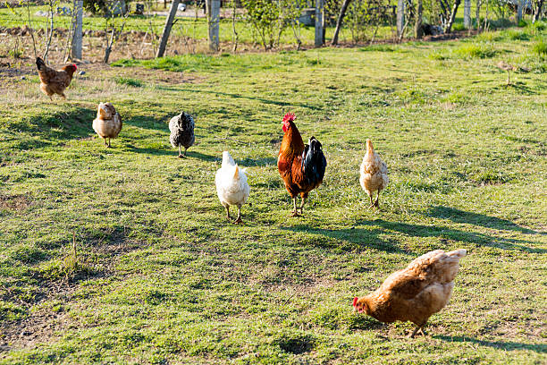istock Free Range Foraging Chickens at Organic Farm 510788000