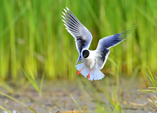 Photo of Black-headed Gull