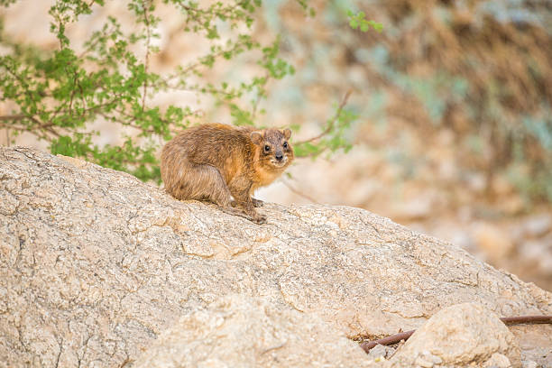 Rock Hyrax in Ein Gedi National Reserve, Israel Rock Hyrax in Ein Gedi National Reserve, Israel, Middle East tree hyrax stock pictures, royalty-free photos & images