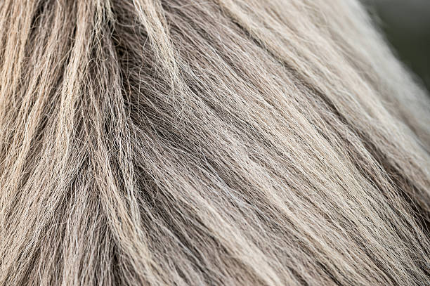 The mane of an icelandic horse adorns each individual with its many color combinations.