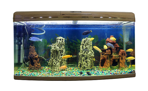 istock Beautiful semi-circular aquarium with tropical fish on a white b 510788732